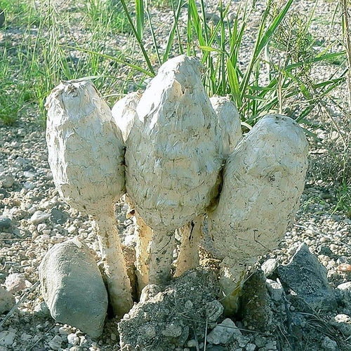 Desert Shaggy Mane Liquid Culture 12cc - Podaxis pistillaris, Pure Mycelium for Fungal Cultivation, Unique Desert Mushroom