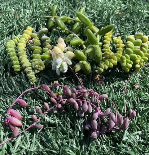 Succulent Cuttings Set | 7 Easy to Grow Varieties | Baby Necklace, String of Rubies, Pickle Plant, Cotyledon | Live Plant Cuttings