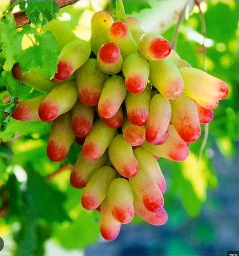 Unrooted Cutting in Rooting Cube - Manicur Finger Grape - 1 Node - Hardy Variety - Perfect for Plant Propagation