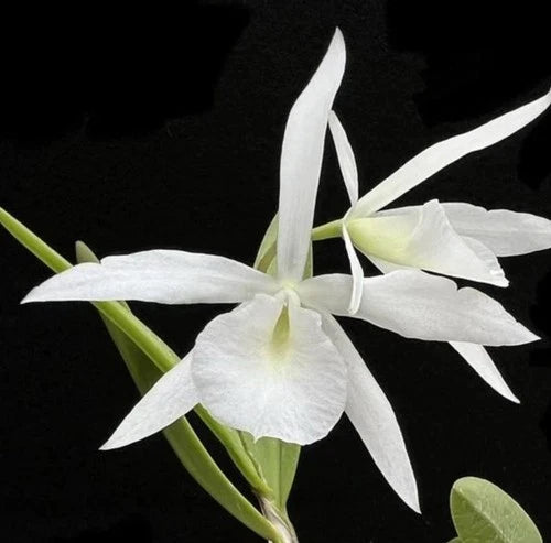 Bl. Joanne Singer Orchid Plant - Super Bare Root Sale - B. subulifolia x L. rubescens - Large Fragrant Blooming Variety