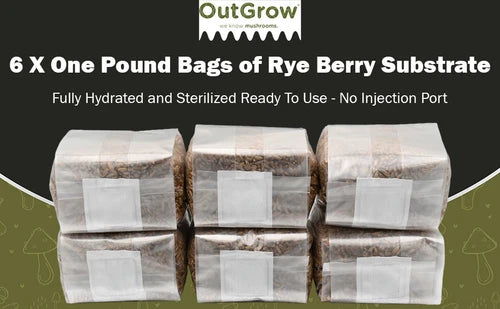 Mushroom Spawn Bags | 6 Pack of 1 Pound Sterilized Rye Berry Grain Bags | Secale cereale | Out Grow