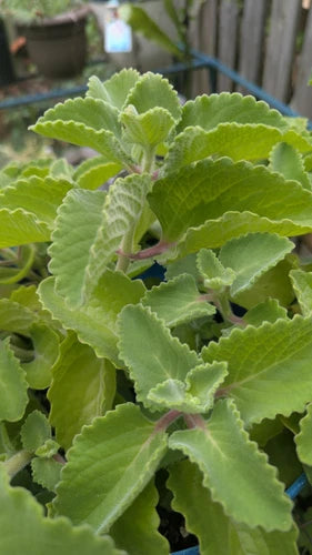 Cuban Oregano Cuttings - 3 Unrooted Plectranthus Amboinicus Ajwain Edible Herb for Culinary Use