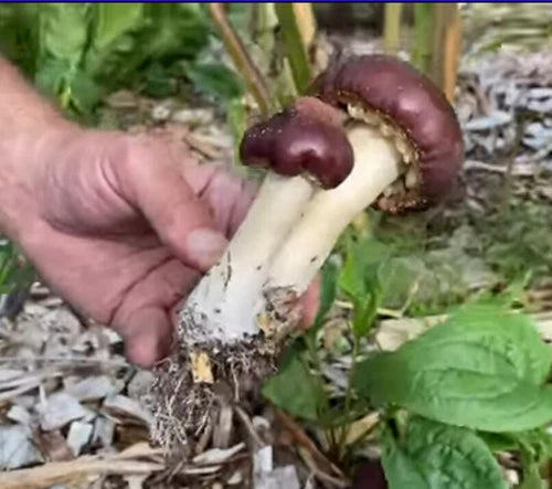 Mario Mushroom Spawn 10g Bag - Edible Garden Giant Wine Cap (Stropharia rugosoannulata) - Fast Growing Organic Mycelium
