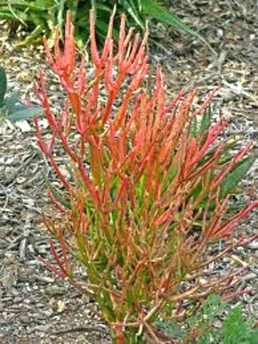 15 Cuttings Firestick Pencil Euphorbia Tirucalli Succulent - 8-12" Thornless Colorful Easy-to-Grow Plant Cuttings