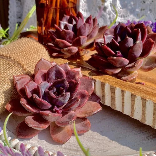 Echeveria Black Mamba Bare Root Succulent | Rare Dark Plant for Home Decor | Unique Office Gift | Echeveria Succulent Plant