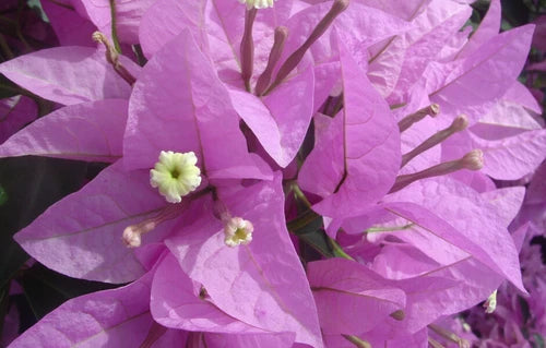 Bougainvillea Starter Plant - Silhouette Variety - Well Rooted Tropical Plug Plant - Bougainvillea spp.