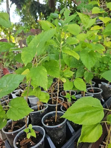 Dwarf Black Mulberry Live Plant 10"+ Everbearing Morus Nigra Organic Well Rooted - Perfect for Home Gardens