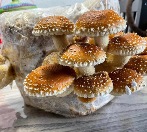 Organic Chestnut Mushroom Liquid Culture - Pholiota Adiposa - 10ml - Gourmet, Fast-Growing, Contamination Free