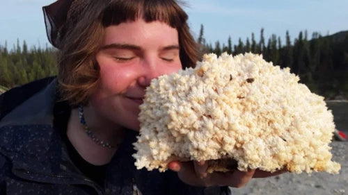 Lion's Mane Mushroom Grow Kit - Fresh Inoculated H. erinaceus - 30-40g - Easy Instructions for Home Cultivation