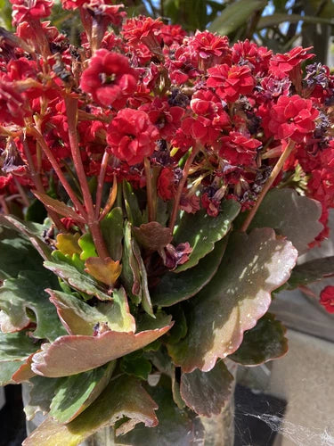 Succulent Cuttings X2 Red Kalanchoe Blossfeldiana - Indoor/Outdoor Plant Cuttings for Easy Care Gardening