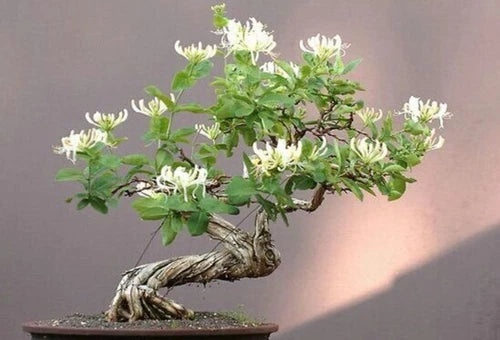 Honey Suckle Plant Rooted Cuttings - Fragrant Bonsai Variety - Lonicera spp. - 4 Moist Cuttings for Easy Planting