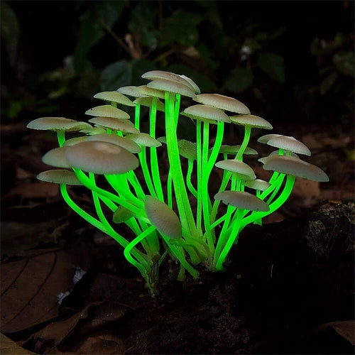 Glowing Mycena Liquid Culture - Bioluminescent Mycena noctilucens for Home Cultivation, Easy to Use, Unique Garden Decor