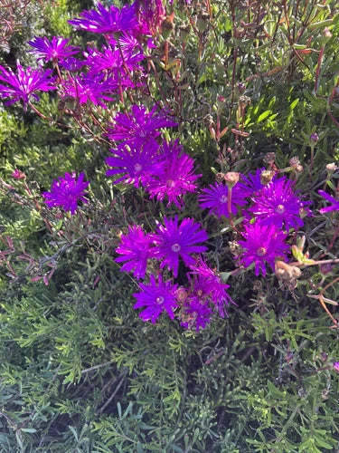 Creeping Ice Plant Cuttings 12 Pack Purple Pink Ground Cover Delosperm Cooperi Succulent for Garden Landscaping