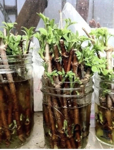 Elderberry Cuttings Unrooted - 3 Organic Sambucus Bush Shrub Perennial for Forest Garden - Medicinal Wildflower