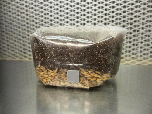 All In One Mushroom Grow Bag 2 LBS - Dung Lovers Substrate with Injection Port - Ideal for Home Cultivation