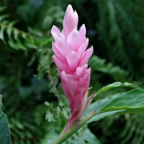 Arabic Ginger Plant Rhizome 4oz Alpinia purpurata Fast Growing Tropical Flowering Ginger Root for Gardening