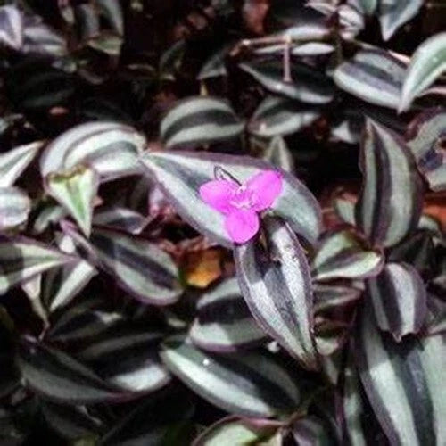 50 Cuttings Tradescantia Zebrina Wandering Jew Plant - Purple Variegated Cuttings for Indoor/Outdoor Gardens