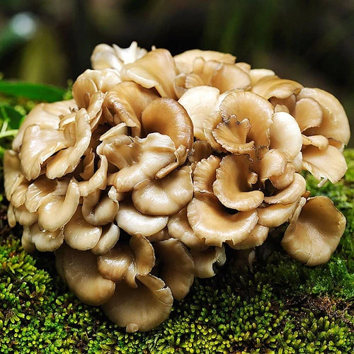 Maitake Liquid Culture Syringe 12cc - Grifola frondosa - Medicinal & Culinary Mushroom Cultivation Starter