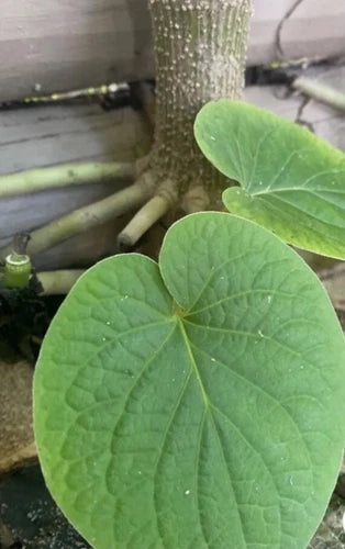 2 x Piper Auritum Plants - Root Beer Plant, Mexican Pepperleaf, Hoja Santa - Edible Ornamental - Invincible Root System