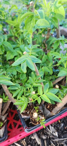 Black Elderberry Plants - 3 Rooted Cuttings, Sambucus, Live Bush, Organic, Edible Berries