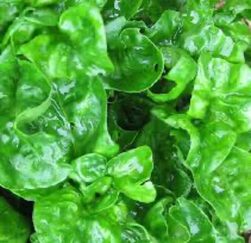 Organic Brazilian Spinach Cuttings - 4" Samba Lettuce (Alternanthera Sissoo) - Edible Ground Cover for Garden & Pots