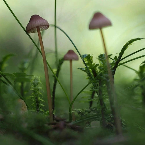 Bleeding Bonnet Mushroom Liquid Culture Syringe 12cc Mycena sanguinolenta Unique Fungal Cultivation