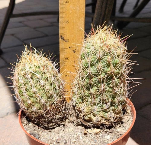Thelocactus Bicolor Cactus Live Rooted Plant Lot (2) - Glory of Texas Cactus - Thelocactus bicolor