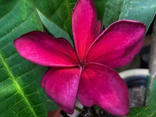 Plumeria Cuttings - 9" to 12" - 'Black Ruby' - Vibrant Red and Black Flowers - Plumeria spp.