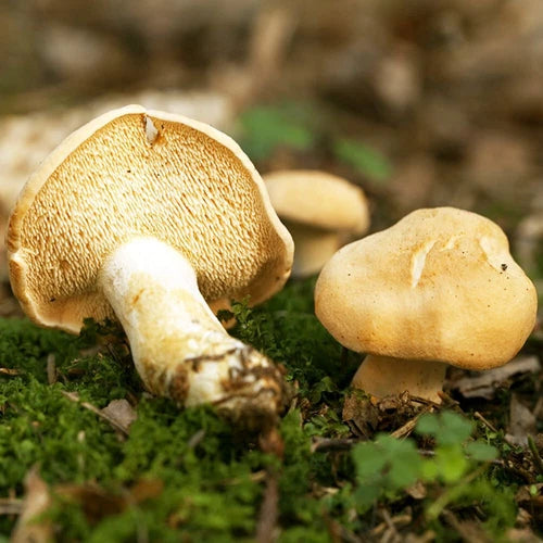 Hedgehog Mushroom Liquid Culture - Hydnum repandum - Gourmet Nutty Flavor for Easy Home Cultivation