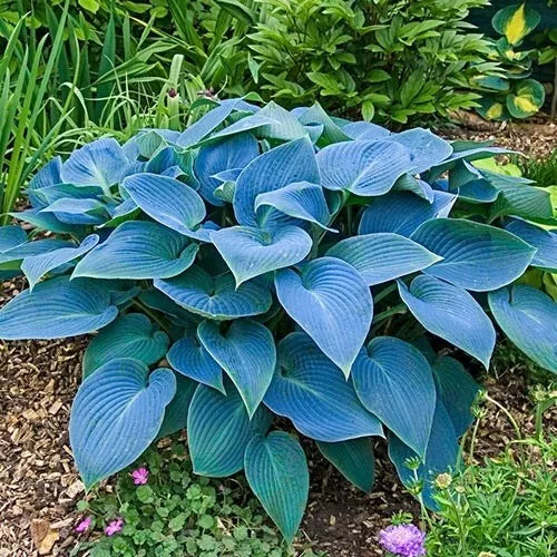 Hosta Plant - 1 Root - Halcyon Blue Leaf Hardy Perennial - Hosta 'Halcyon' - Shade Garden - Attracts Hummingbirds