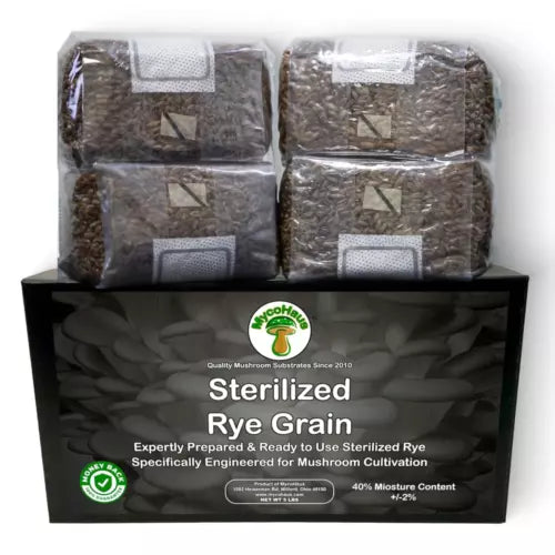 Sterilized Rye Grain Bag 1 Pound Substrate for Mushrooms - MycoHaus - Secale cereale