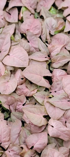 Syngonium Pink Cuttings - 3 Coral Podophyllum Arrowhead Plants - Includes Bonus Gift with Every Order