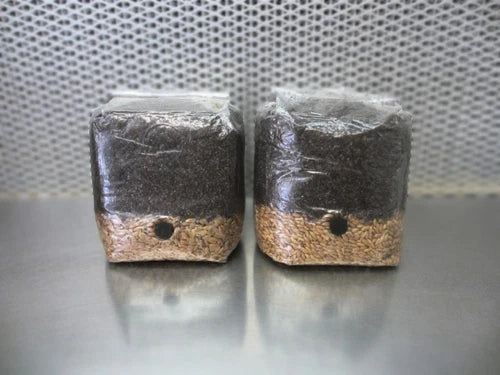 All In One Mushroom Grow Bags 2 x 4 lbs Dung Lovers Bulk Substrate for Mushroom Cultivation - Pre-Sterilized, High Yield
