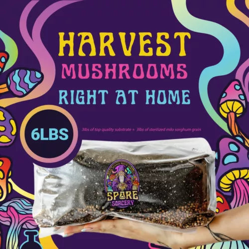 Mushroom Grow Kit 6lbs All-in-One Gourmet Varieties Easy Setup (Shiitake, Oyster, Lion's Mane)