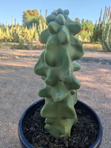Unrooted Cutting Totem Pole Cactus 17" Lophocereus schottii monstrose obesa - Unique Bumpy Cactus Cutting, Calloused, Ready to Plant