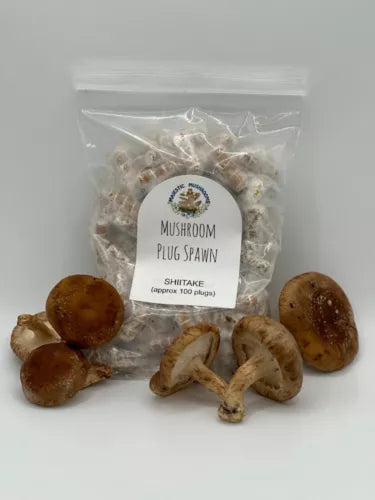 Shiitake Mushroom Plug Spawn 100x - Lentinula edodes - Grow Gourmet Mushrooms on Logs - Free USA Shipping