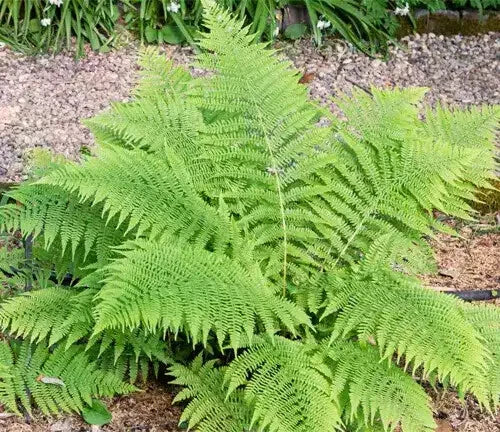 Lady Fern Bare-Root Plant | Athyrium Felix-Femina | Lacy Bright Green Foliage | Easy Care Perennial Fern