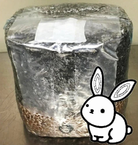 All-in-One Mushroom Grow Bag, 12"x8", Dung-Dung Variety, Agaricus bisporus, Easy Home Cultivation, Fast Growth, Eco-Friendly