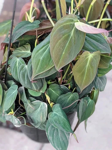 Philodendron Micans Cuttings - 3 Unrooted Rare Violet Leaf Plants - Philodendron micans