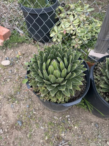 Agave Victoria-Regina Compacta 6" - Multicolor 3D Bear Root - Queen Victoria Agave - Ideal for Indoor/Outdoor Decor