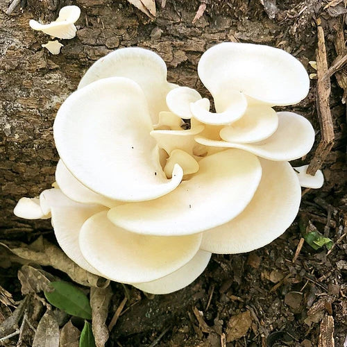 Pearl Oyster Mushroom Liquid Culture - Pleurotus ostreatus - Gourmet Mushroom Growing Kit for Home Cultivation