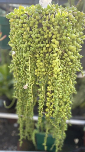Strings of Tears Succulent Cuttings - 15 Unrooted 6" Long - Senecio Herreianus - Trailing Houseplant for Indoor Outdoor Gardens