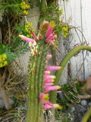 Cleistocactus Dependens Large Cutting - Pink Flowers with Yellow Tips - Arched Stems - Non-Pesticide Grown Cactus