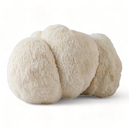 Organic Lion's Mane Mushroom Grow Kit - Beginner Friendly - Hericium erinaceus - Guaranteed to Grow Mushrooms at Home