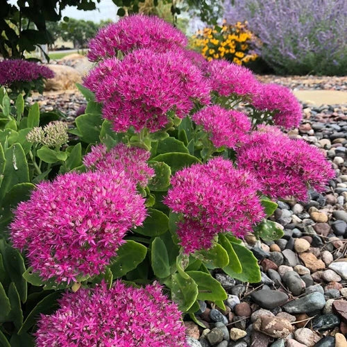 Sedum 'Neon' Live Starter Plant - 2.5" Pot - Bright Green Succulent - Hylotelephium spectabile - Easy Care, Frost-Hardy