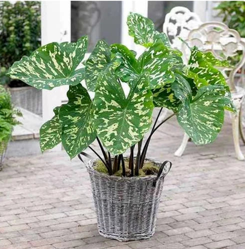 Alocasia Hilo Beauty Elephant Ear Plant – Small Rooted Starter – Variegated Foliage – Indoor Houseplant – USA Seller