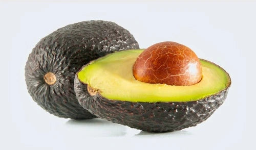 Avocado Tree Cuttings - 3 Rooting & Grafting Cuttings - Fuerte Variety - 6 Inches Long - Perennial (Persea americana)