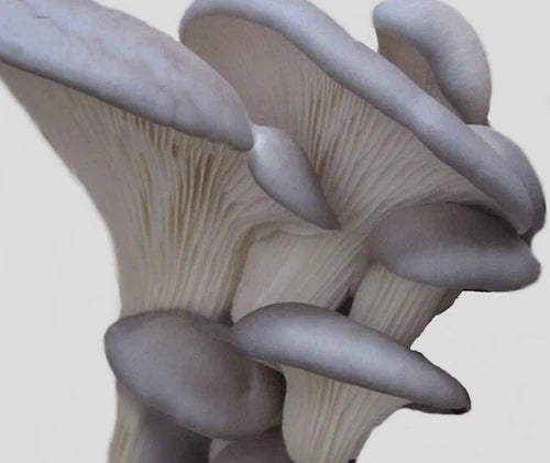 Blue Oyster Mushroom Spawn 10g Fresh Mycelium Seeds Pleurotus ostreatus USA Grown