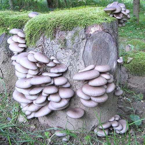 Blue Oyster Mushroom Liquid Culture - Pleurotus columbinus - High Yield Gourmet Fungi for Home Cultivation