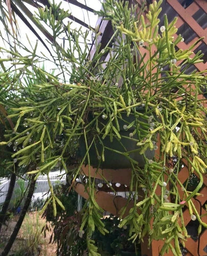 5 Fresh Cuttings Rhipsalis Edwaldiana Mistletoe Cactus - Unrooted 4-5" Cuttings for Easy Planting and Fast Growth